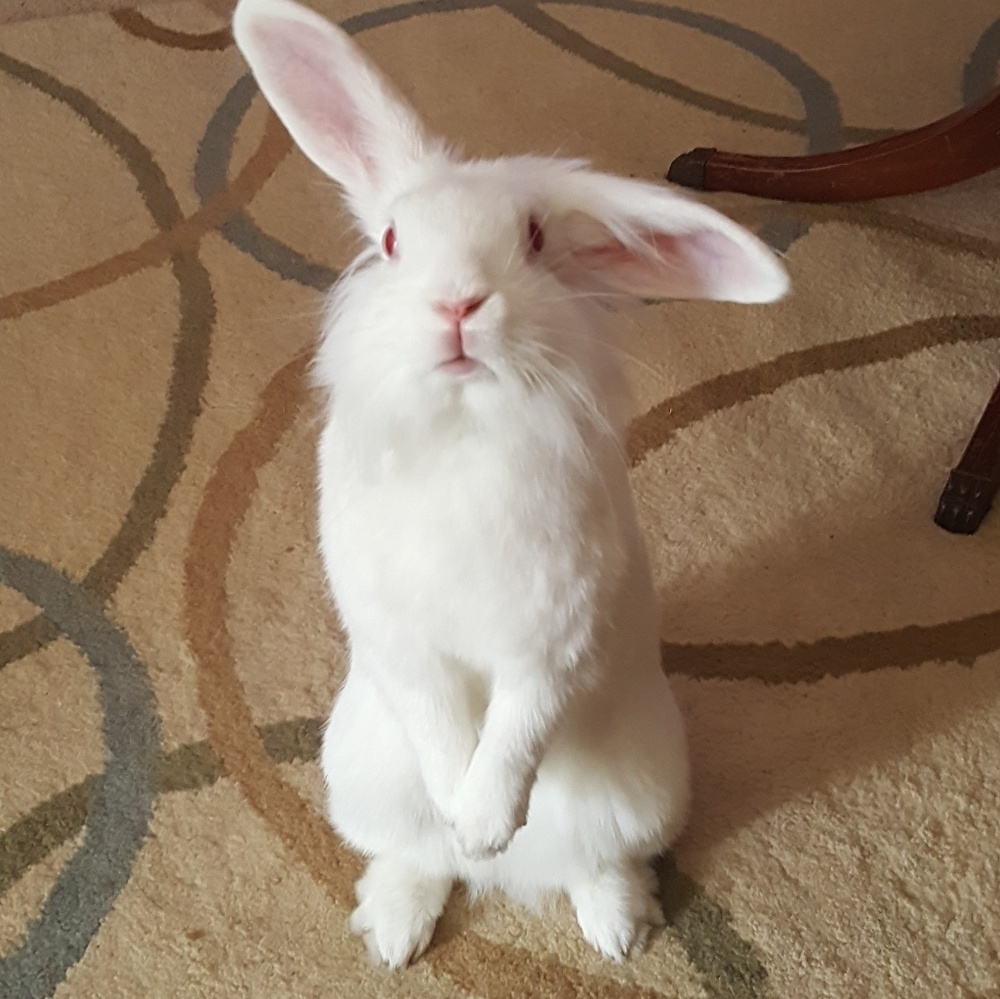 Meet your Posher, Courtney